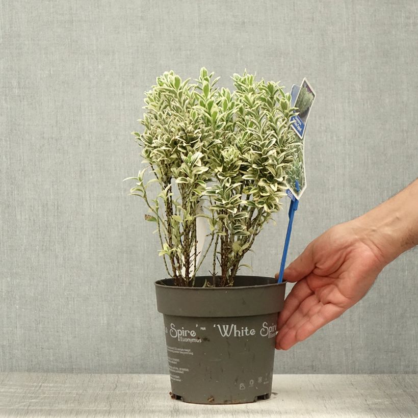 Euonymus japonicus White Spire - Japanese Spindle 2L/3L pot sample as delivered in summer