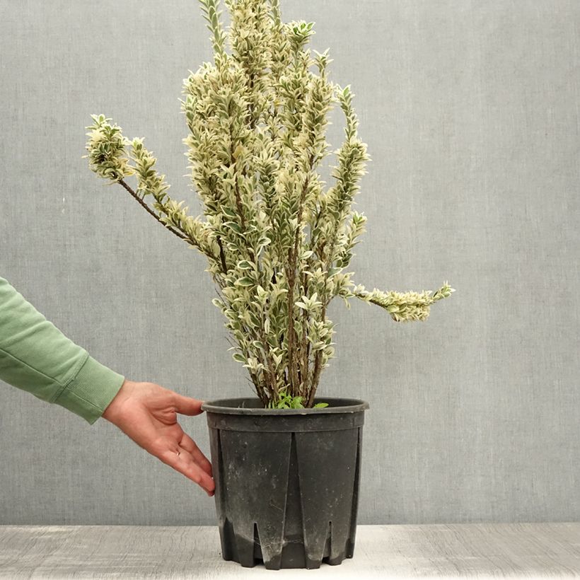 Euonymus japonicus White Spire - Japanese Spindle 7.5L/10L pot sample as delivered in summer
