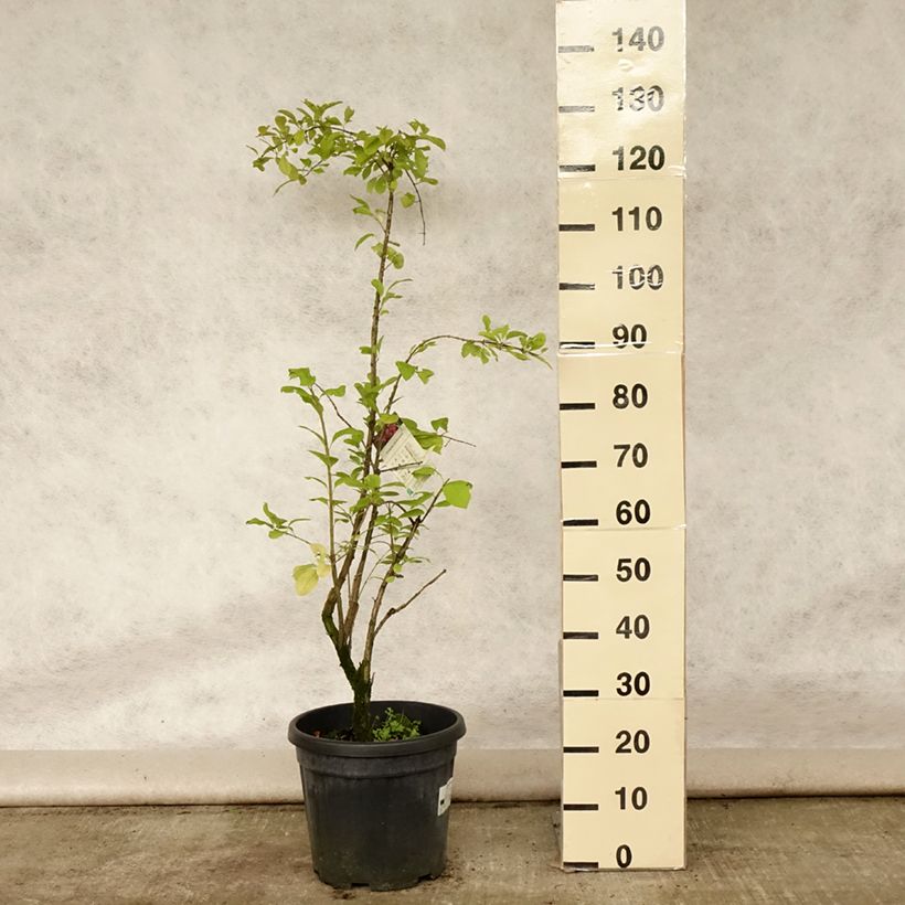 Euonymus phellomanus - Corky Spindle 7.5L/10L pot sample as delivered in summer