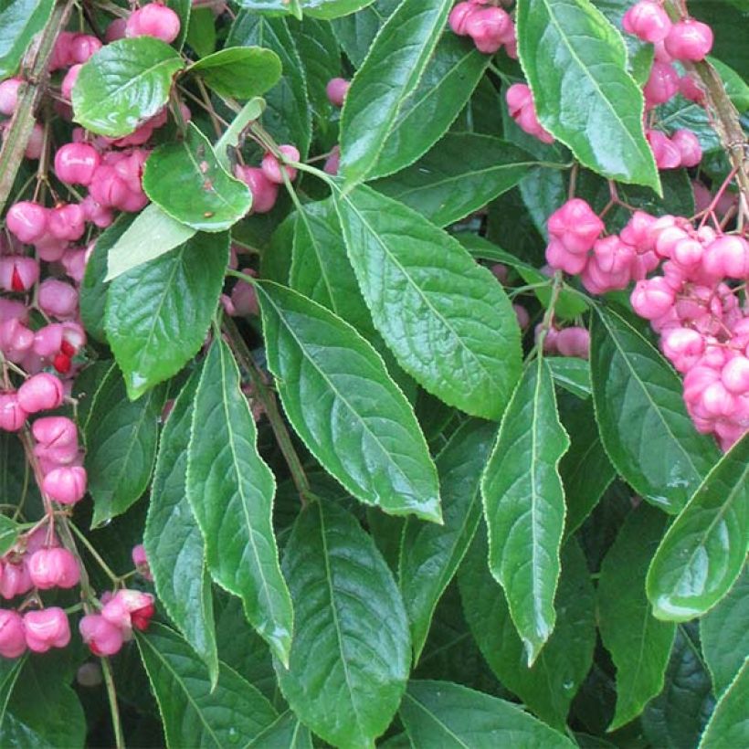 Euonymus phellomanus - Corky Spindle (Foliage)