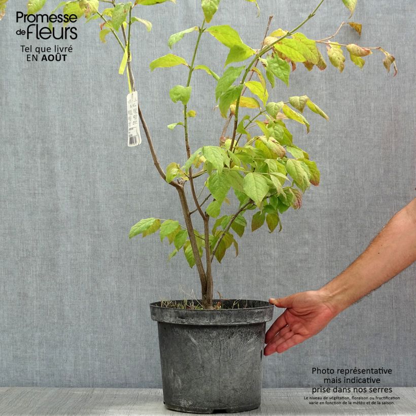 Euonymus planipes - Euonymus 2L/3L pot sample as delivered in summer