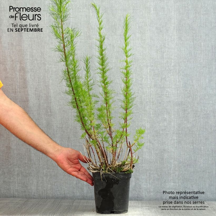 Eupatorium capillifolium Elegant Plume 2L/3L pot sample as delivered in summer