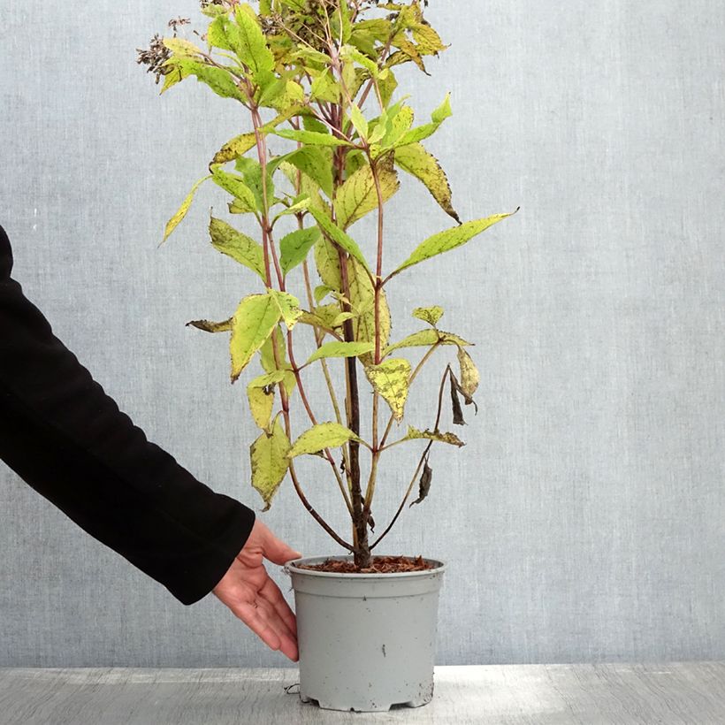 Eupatorium dubium Baby Joe 3L/4L pot sample as delivered in autumn