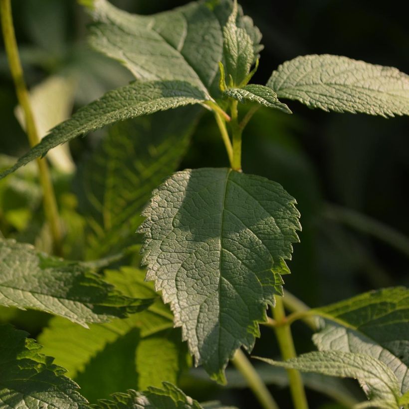 Eupatorium maculatum Atropurpureum (Foliage)