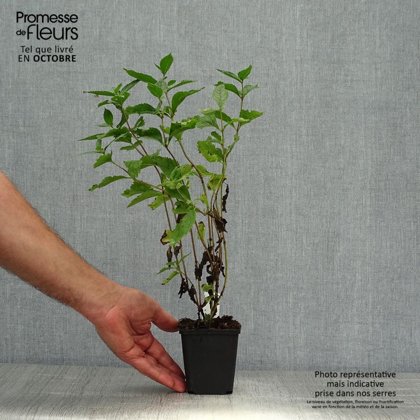 Eupatorium maculatum Phantom 8/9 cm pot sample as delivered in autumn