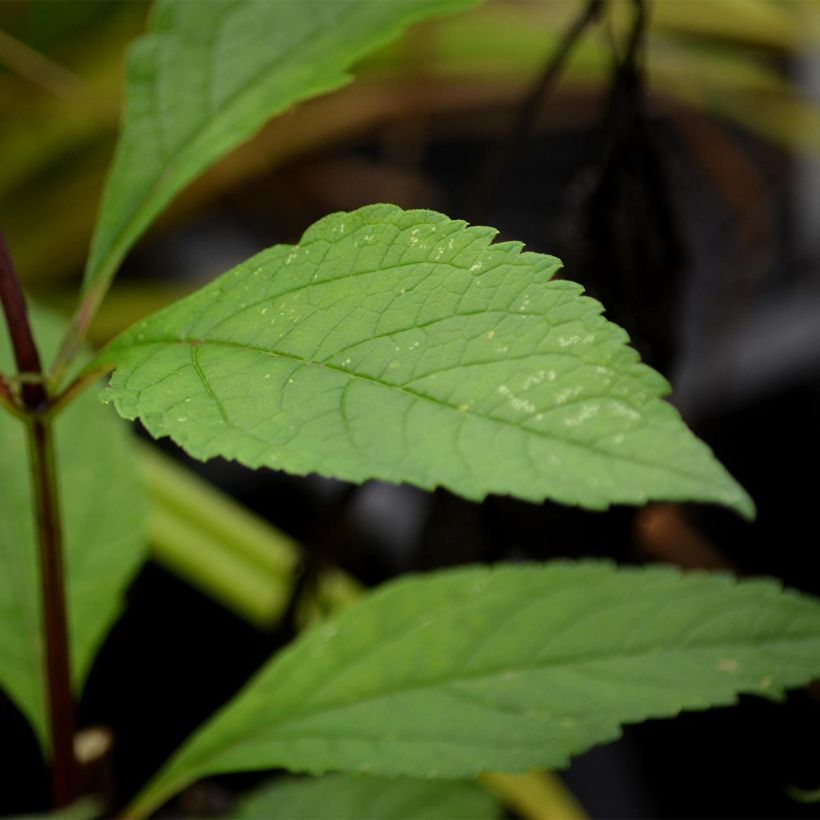 Eupatorium maculatum Purple Bush (Foliage)