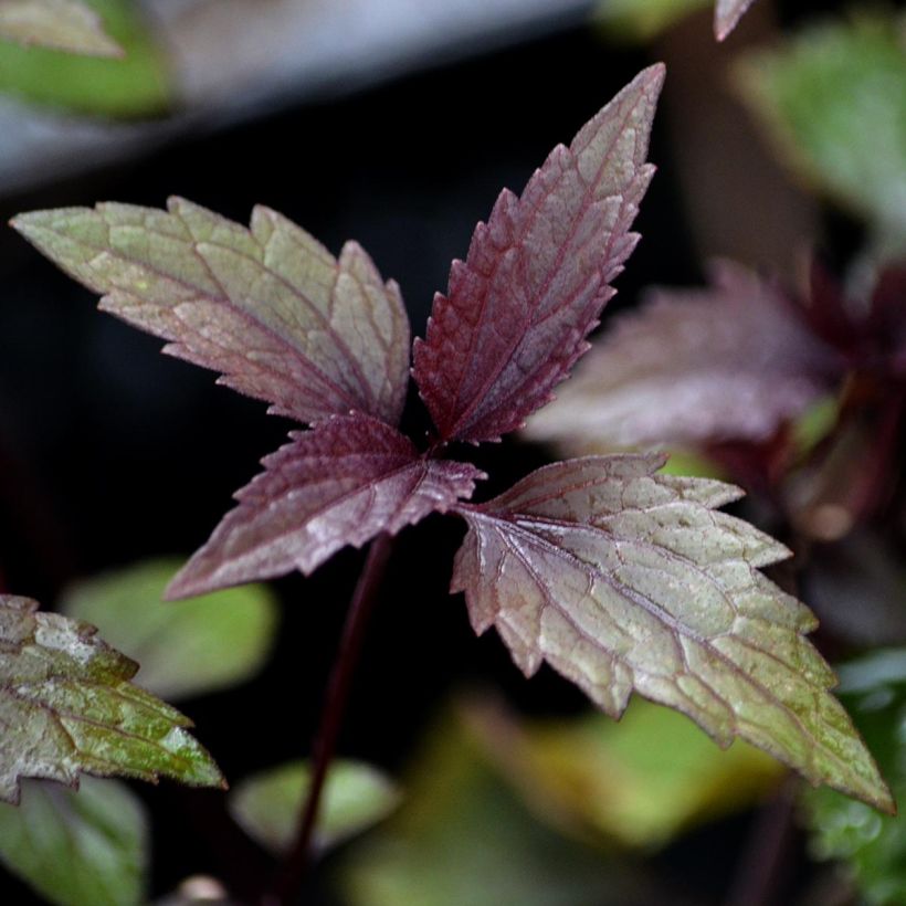 Eupatorium rugosum Chocolate (Foliage)