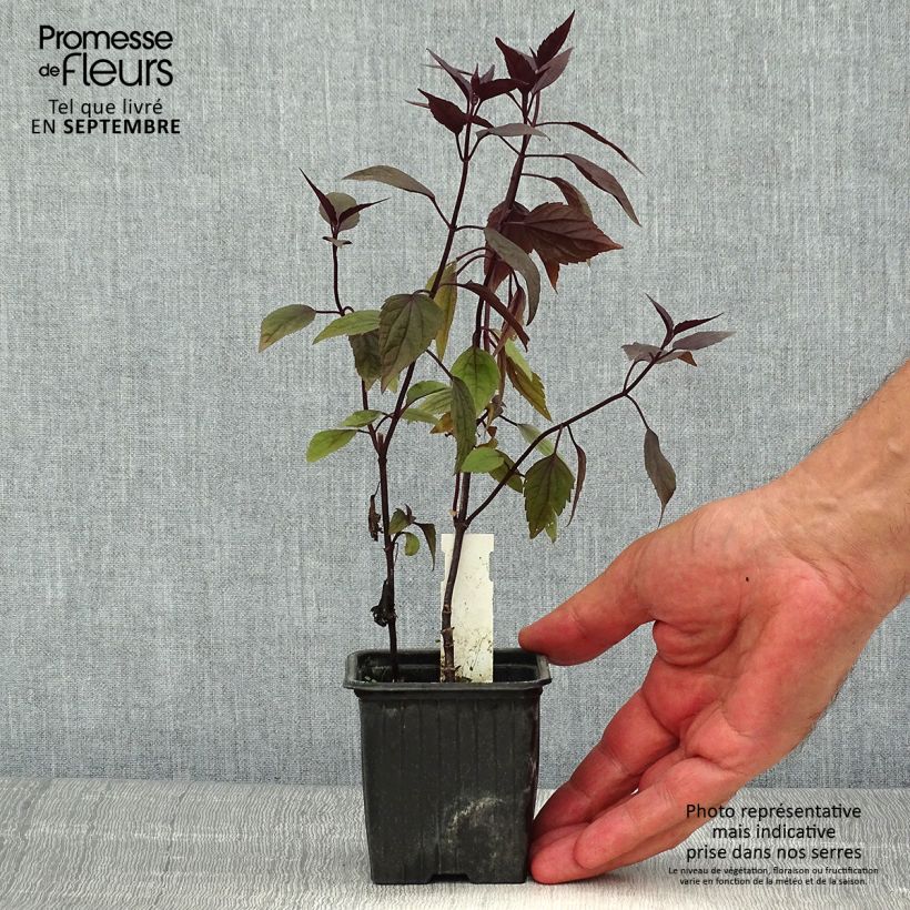 Eupatorium rugosum Chocolate 8/9 cm pot sample as delivered in summer