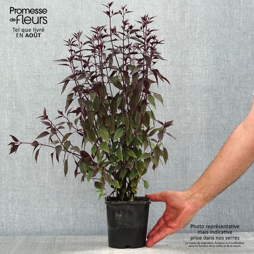 Eupatorium rugosum Chocolate 1.5L/2L pot sample as delivered in summer