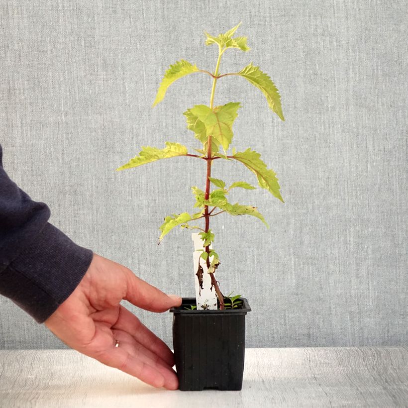 Eupatorium rugosum 8/9 cm pot sample as delivered in summer