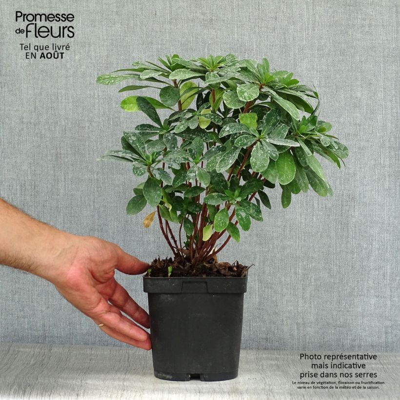 Euphorbia amygdaloïdes var. robbiae - Spurge 2L/3L pot sample as delivered in summer