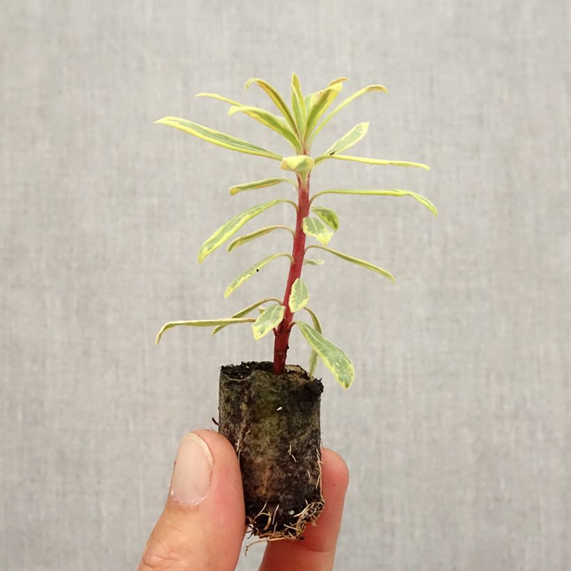Euphorbia martinii Ascot Rainbow - Spurge Root ball 4cm x 4.5cm sample as delivered in autumn