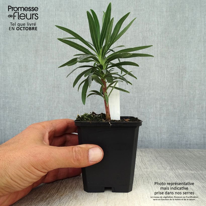 Euphorbia characias Blue Wonder - Spurge 8/9 cm pot sample as delivered in autumn