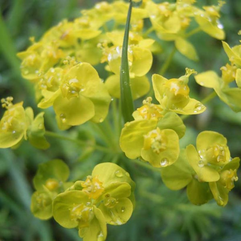 Euphorbia cyparissias - Spurge (Flowering)