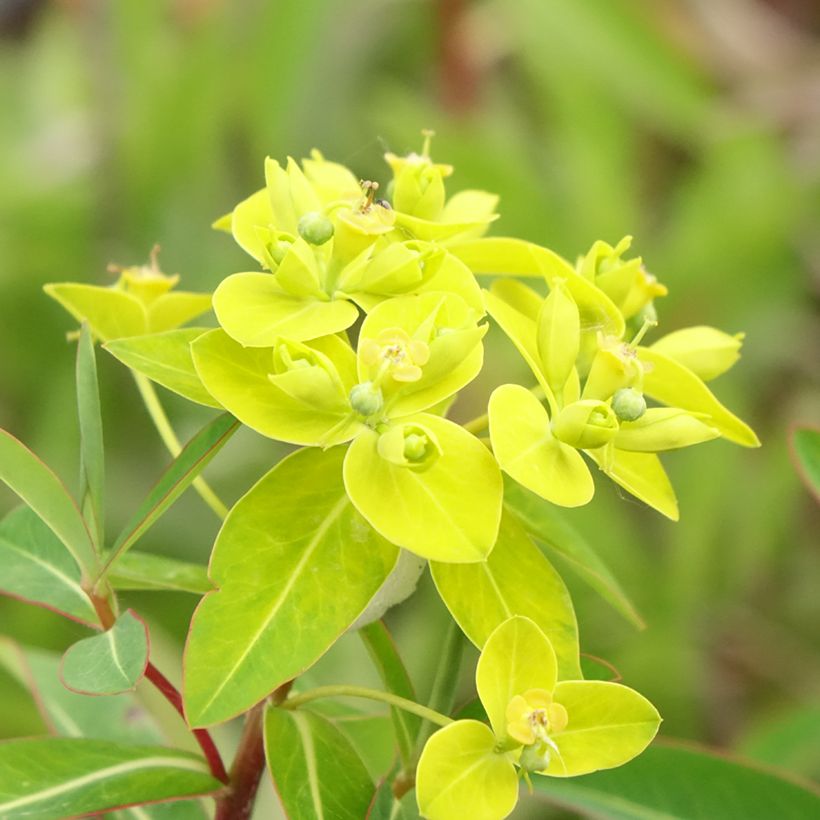 Euphorbia cornigera - Spurge (Flowering)