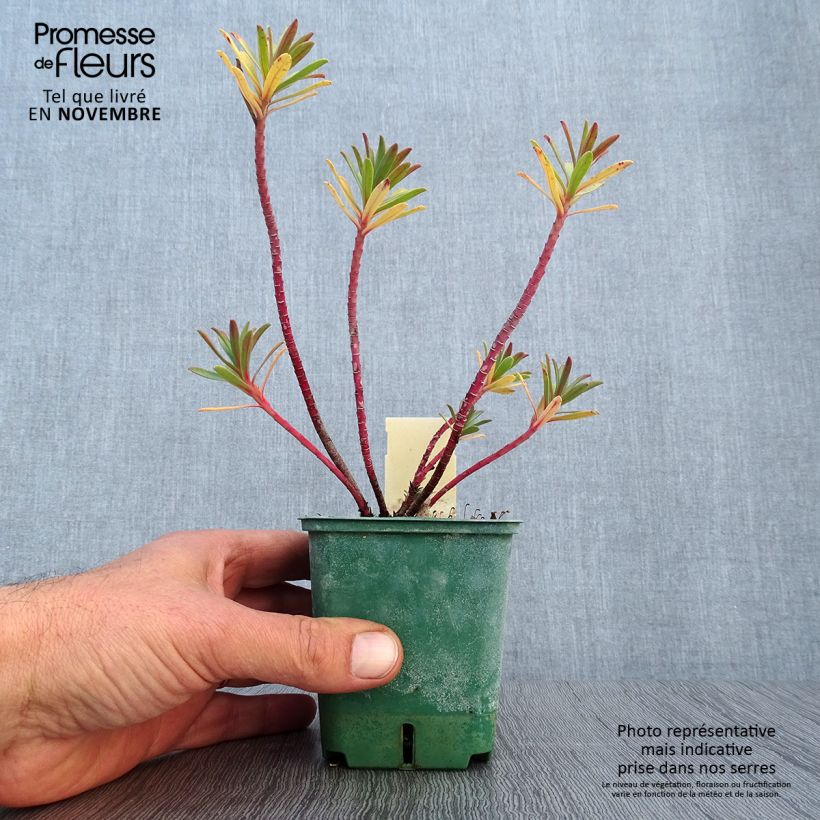 Euphorbia nicaeensis - Spurge 8/9 cm pot sample as delivered in autumn