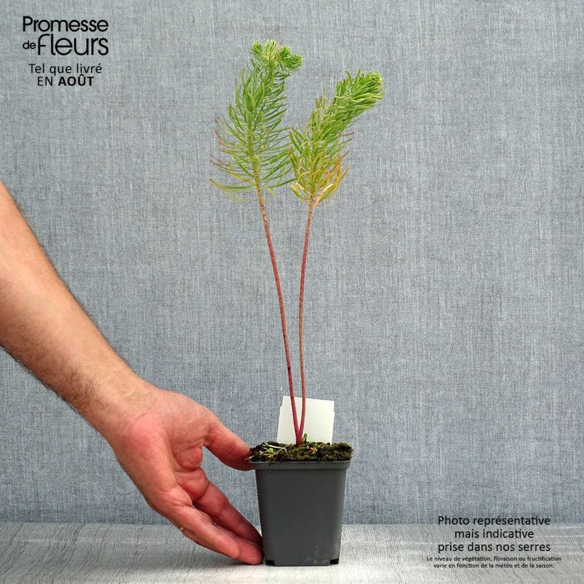 Euphorbia cyparissias - Spurge 8/9 cm pot sample as delivered in summer