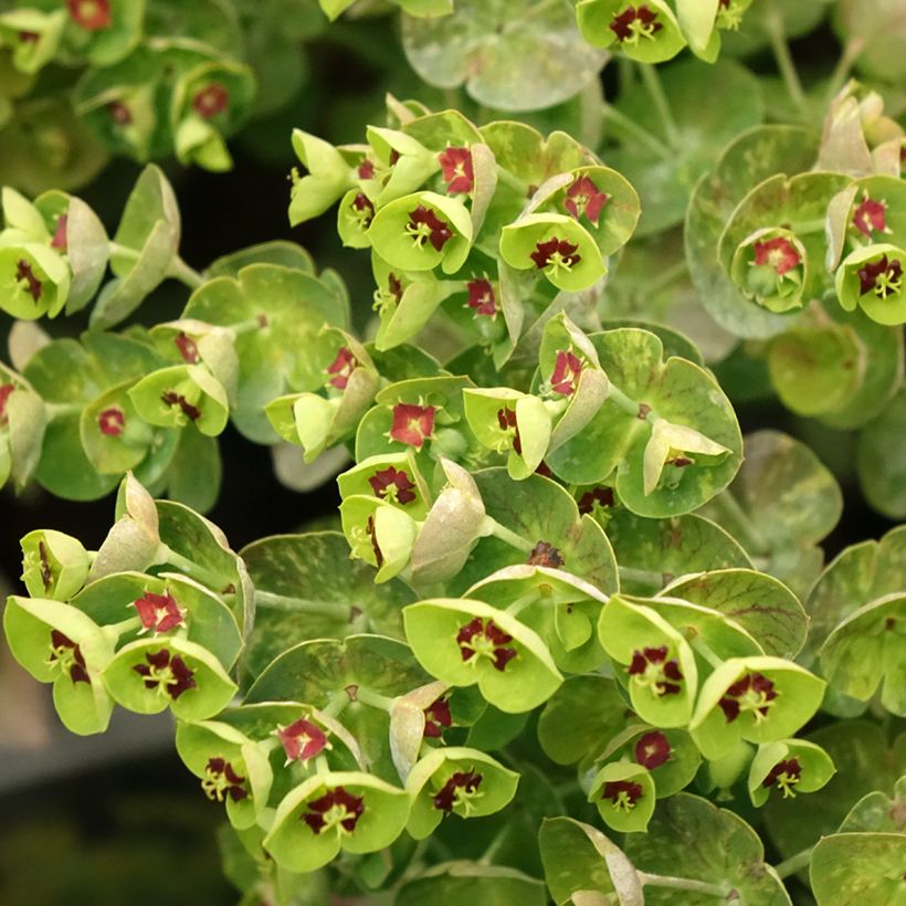 Euphorbia martinii - Spurge (Flowering)