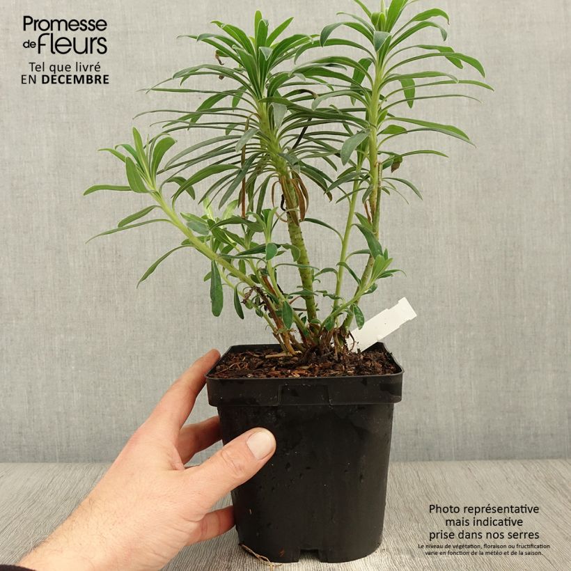 Euphorbia characias - Spurge 2L/3L pot sample as delivered in autumn