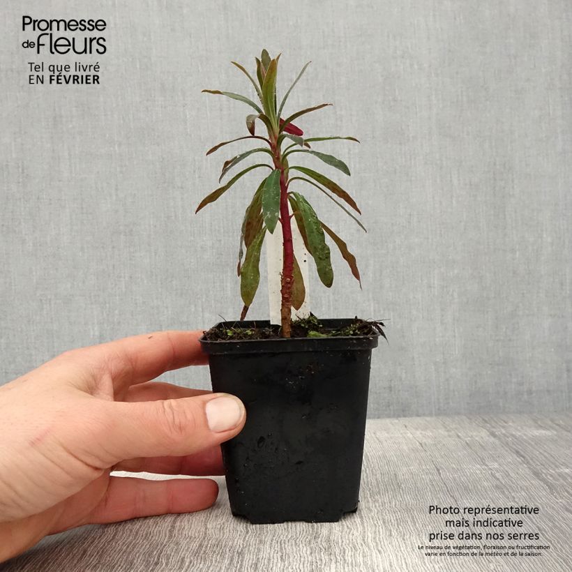 Euphorbia characias Purple and Gold - Spurge 8/9 cm pot sample as delivered in winter