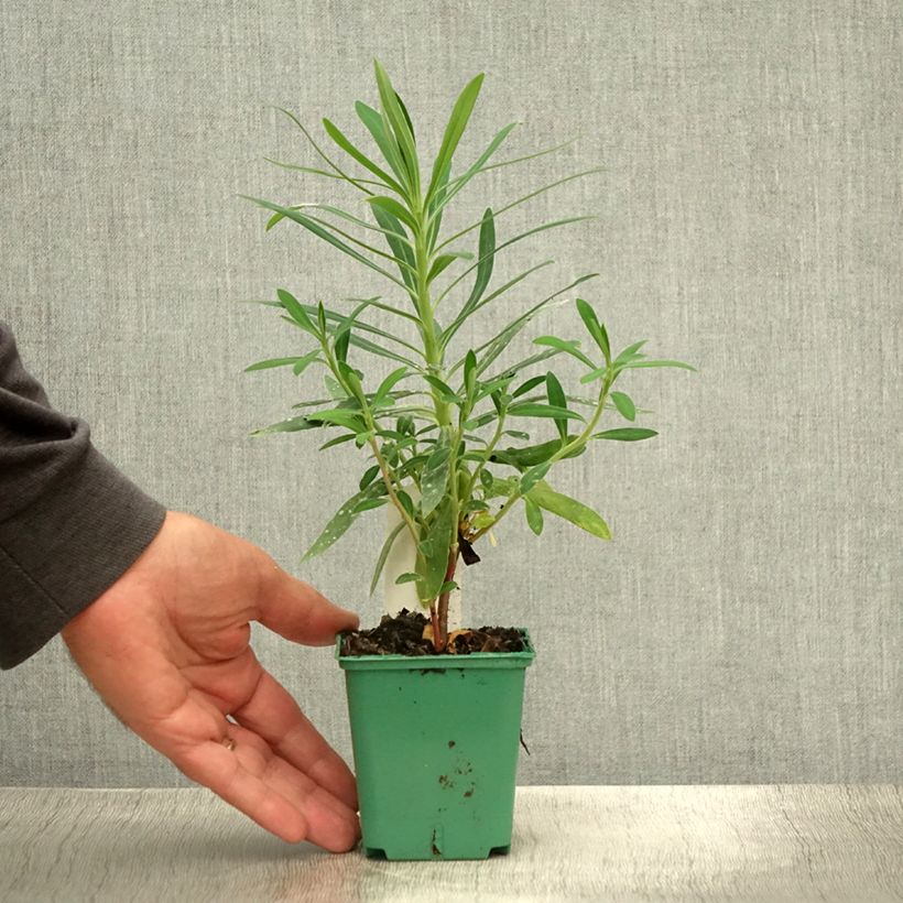 Euphorbia characias subsp. characias - Spurge 8/9 cm pot sample as delivered in summer