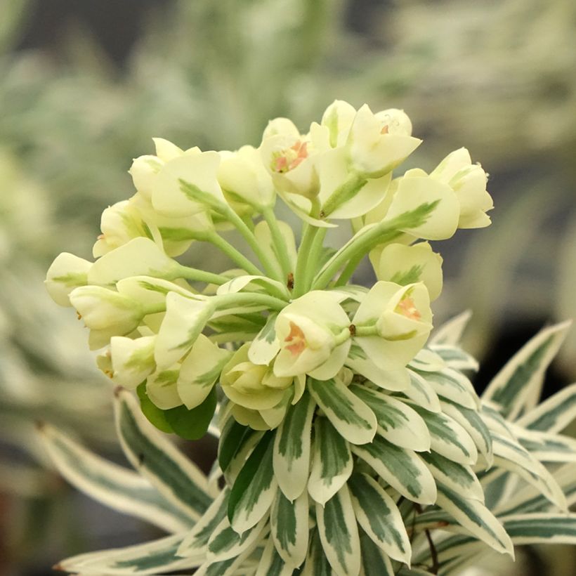 Euphorbia characias Tasmanian Tiger - Spurge (Flowering)