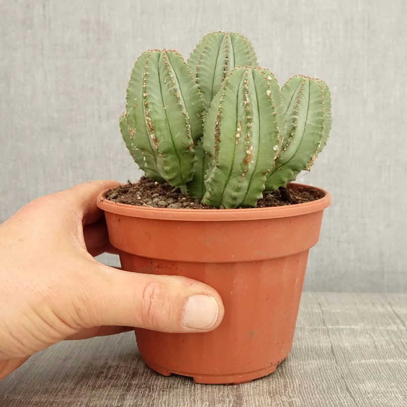 Euphorbia glauca - Spurge 12cm pot sample as delivered in spring