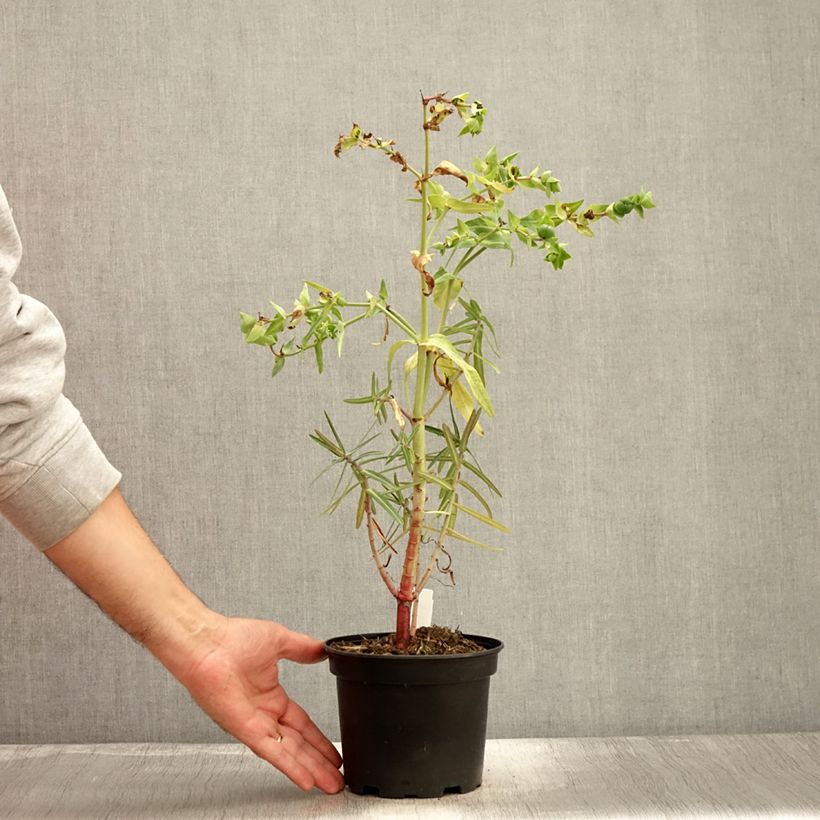 Euphorbia lathyris - Spurge 2L/3L pot sample as delivered in autumn