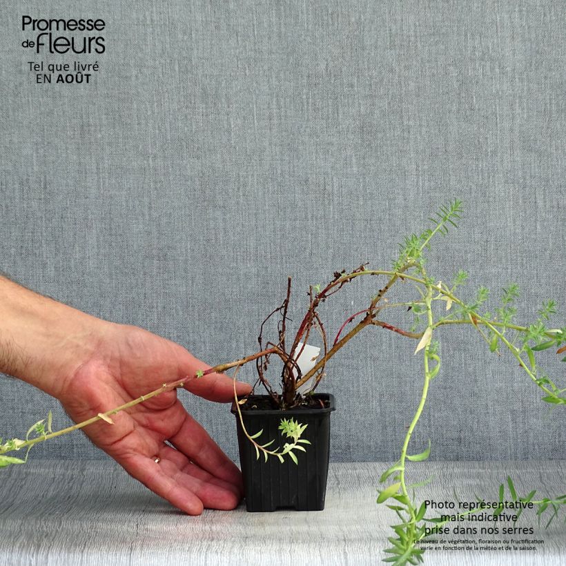 Euphorbia pithyusa subsp. cupanii Ponte Leccia - Spurge 8/9 cm pot sample as delivered in summer