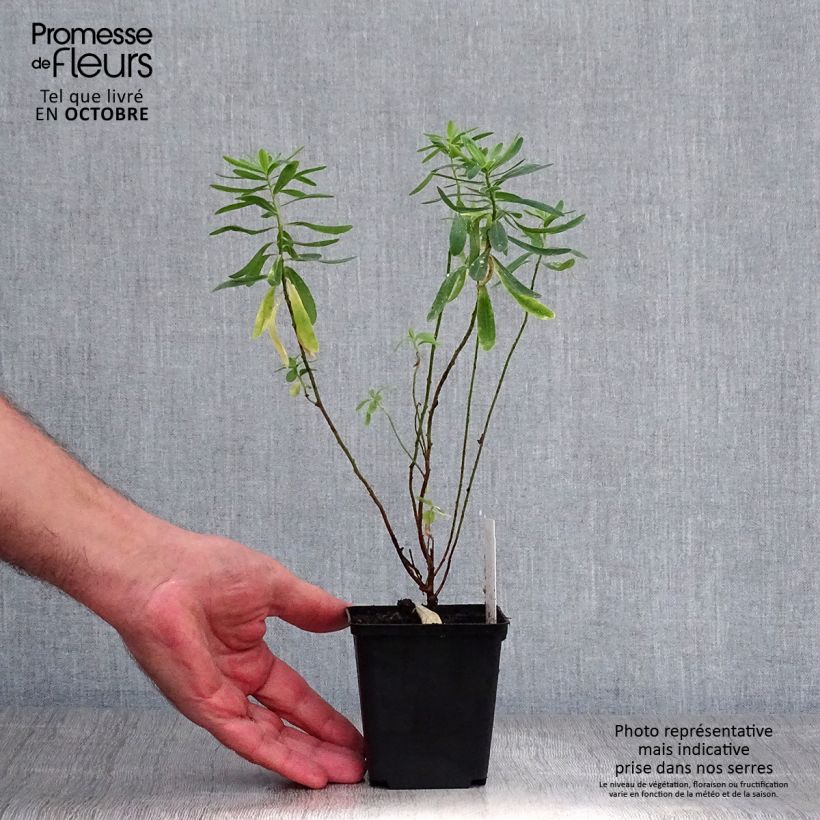 Euphorbia polychroma - Spurge 8/9 cm pot sample as delivered in autumn