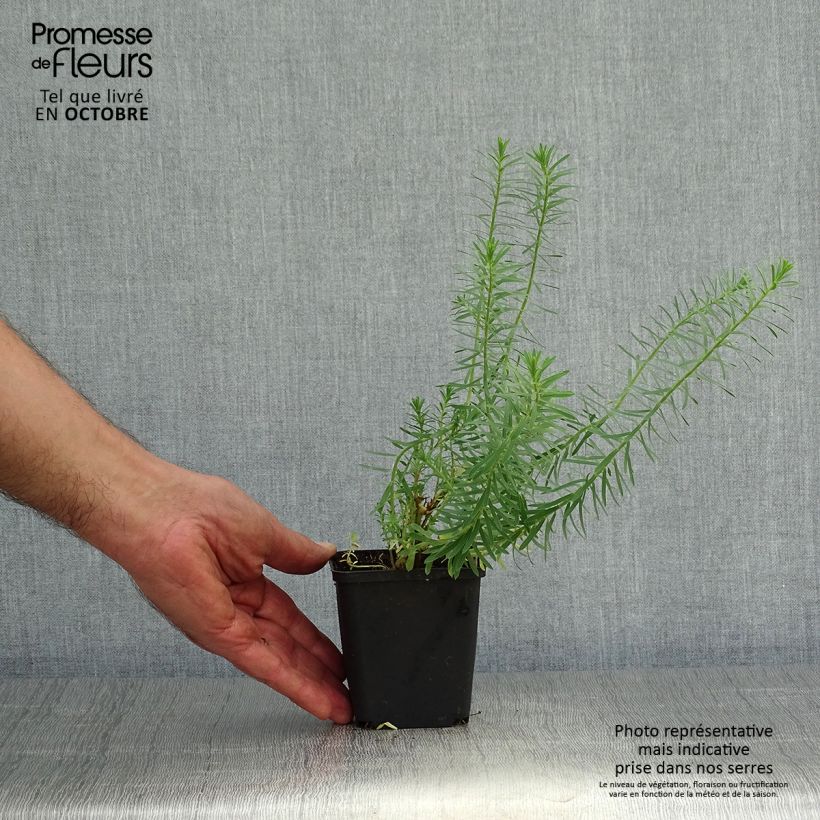 Euphorbia seguieriana subsp. niciciana - Spurge 8/9 cm pot sample as delivered in autumn