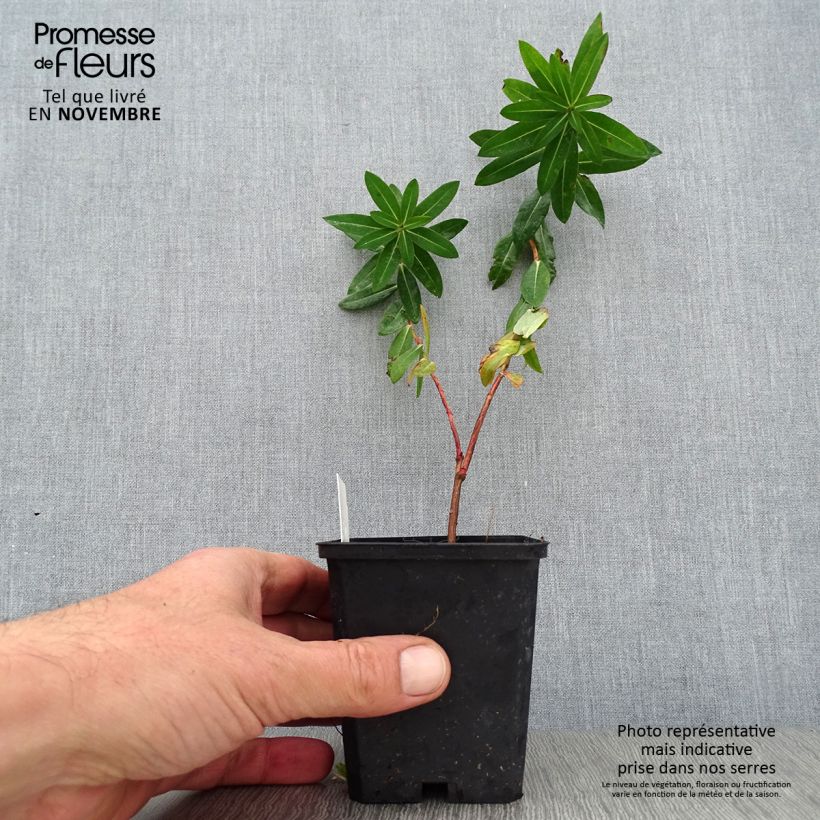 Euphorbia wallichii - Spurge 8/9 cm pot sample as delivered in autumn