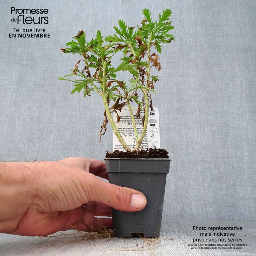 Euryops chrysanthemoides Sonnenschein 8/9 cm pot sample as delivered in autumn