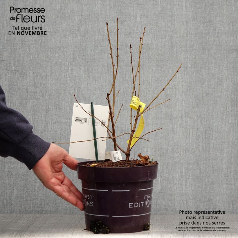 Exochorda  macrantha Lotus Moon 3L/4L pot sample as delivered in autumn