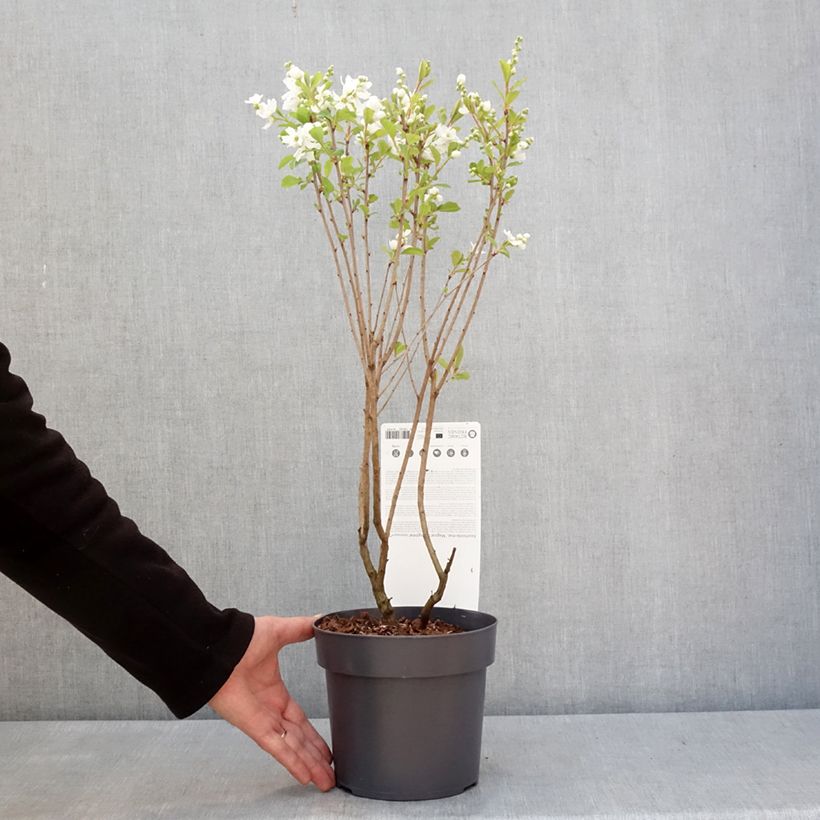 Exochorda racemosa Magical Springtime 2L/3L pot sample as delivered in winter