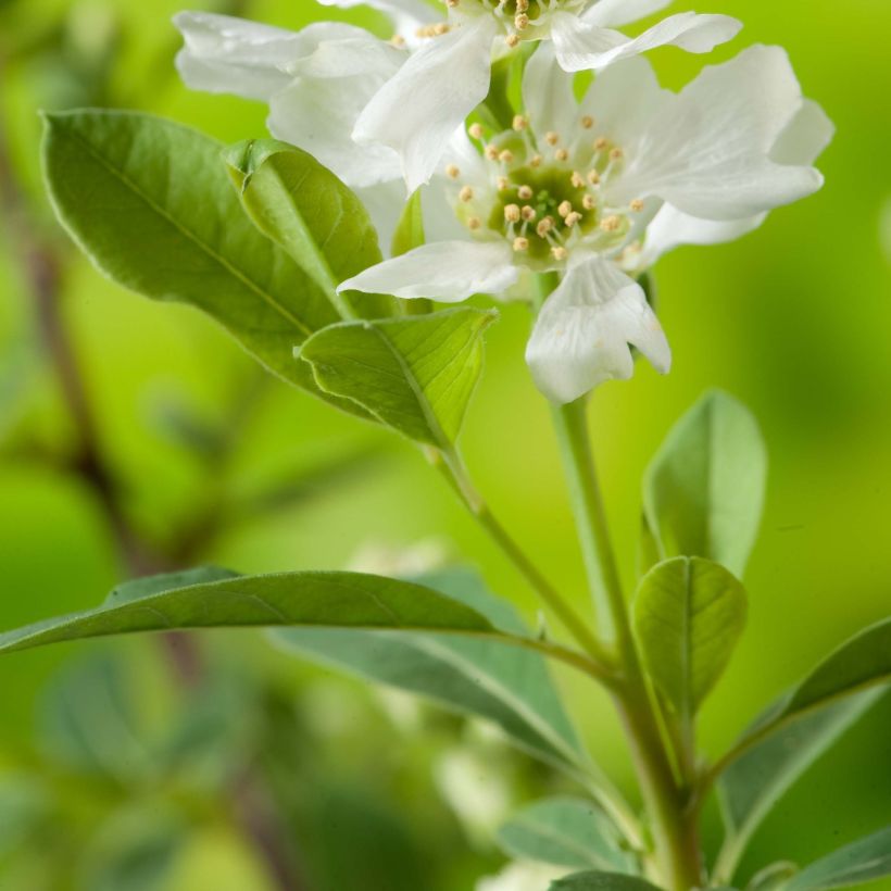 Exochorda racemosa Niagara (Foliage)