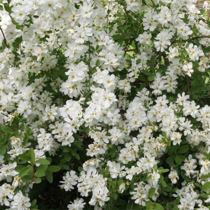 Exochorda macrantha  The Bride (Flowering)