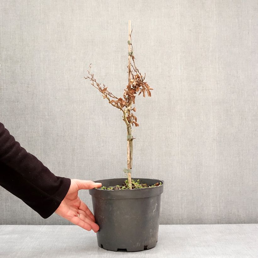 Fagus sylvatica Asterix 4L/5L pot sample as delivered in winter