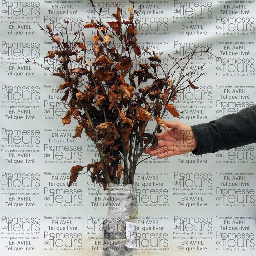 Fagus sylvatica Atropurpurea - Beech (Plant habit)