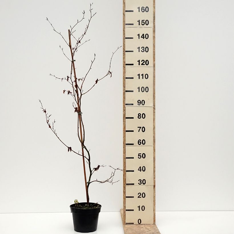 Fagus sylvatica Brathay Purple - Beech 4L/5L pot sample as delivered in winter
