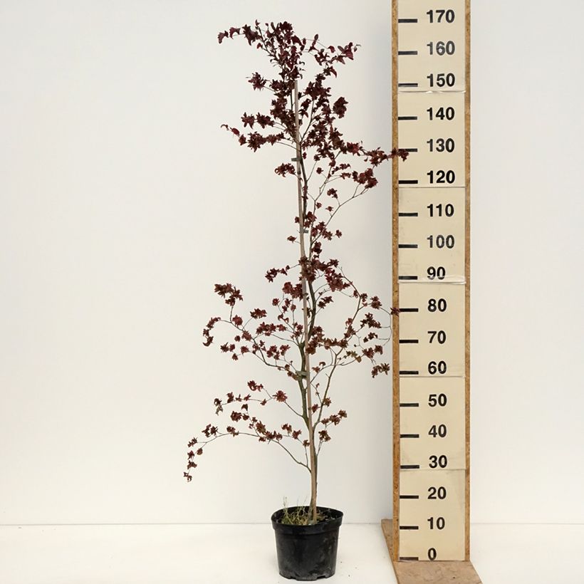 Fagus sylvatica Brathay Purple - Beech 4L/5L pot sample as delivered in spring