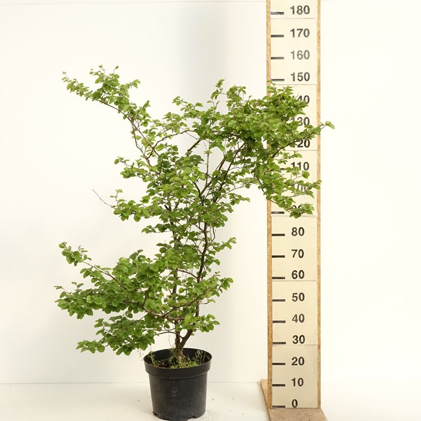 Fagus sylvatica Cockleshell 7.5L/10L pot sample as delivered in spring