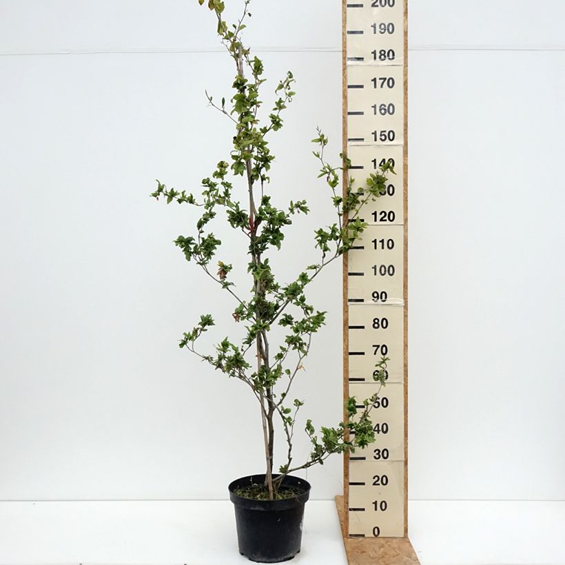 Fagus sylvatica Cristata 7.5L/10L pot sample as delivered in summer