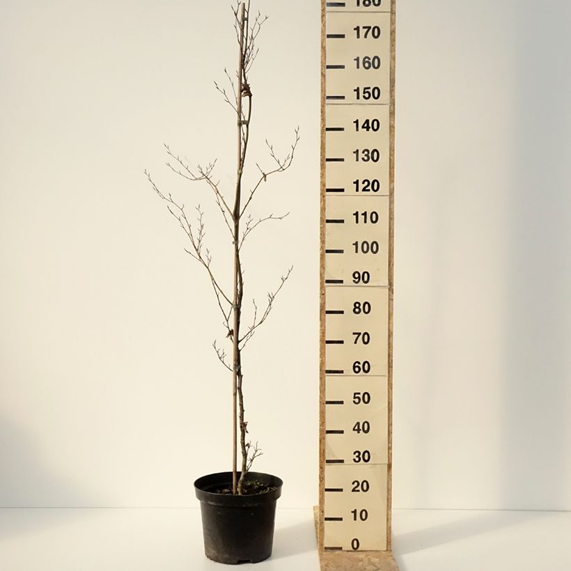 Fagus sylvatica Cristata 7.5L/10L pot sample as delivered in winter