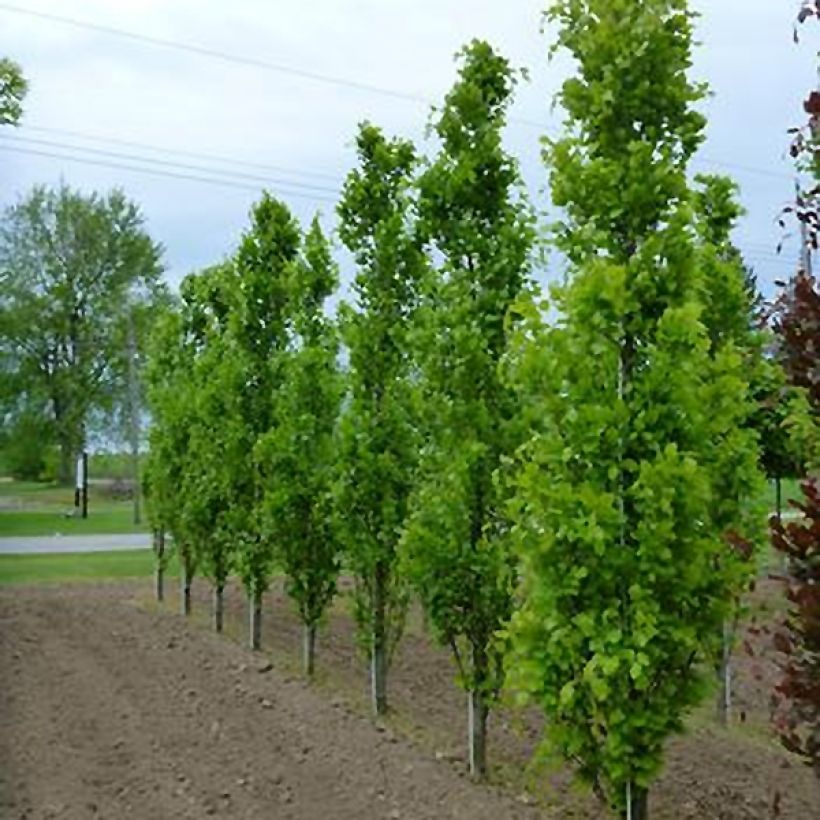 Fagus sylvatica Dawyck - Beech (Foliage)