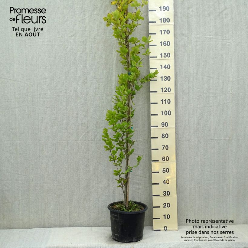 Fagus sylvatica Dawyck Gold - Beech 7.5L/10L pot sample as delivered in summer