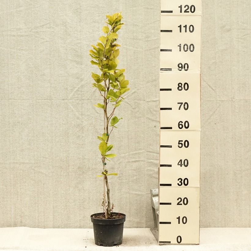 Fagus sylvatica Dawyck Gold - Beech 2L/3L pot sample as delivered in summer