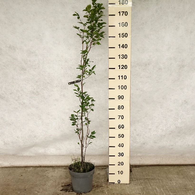 Fagus sylvatica Dawyck - Beech 7.5L/10L pot sample as delivered in summer