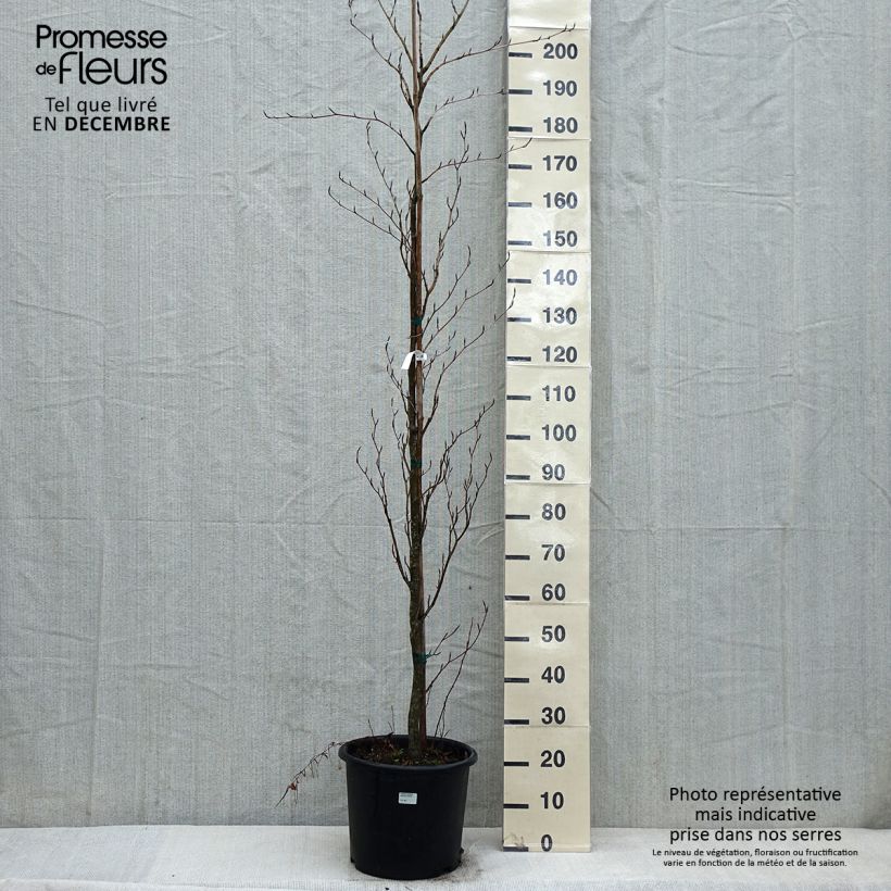 Fagus sylvatica Dawyck Purple - Beech 7.5L/10L pot sample as delivered in winter