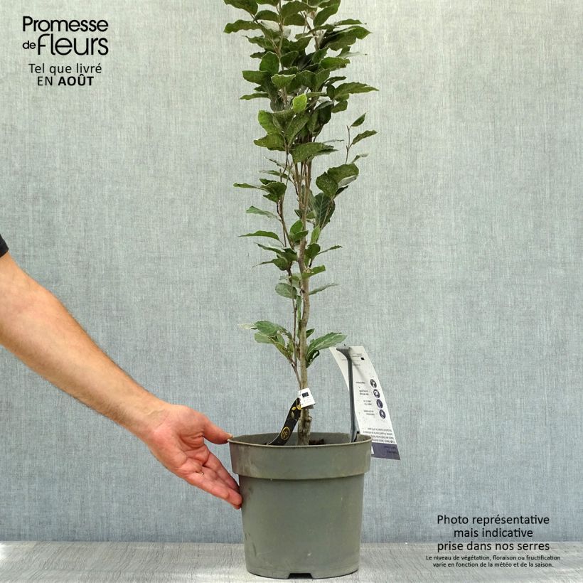Fagus sylvatica Dawyck Purple - Beech 4L/5L pot sample as delivered in summer